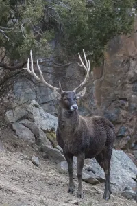 White-lipped deer (Cervus albirostris) male, Serxu, Garze Prefecture, Sichuan Province White-lipped deer (Cervus albirostris) male, Serxu, Garze Prefecture, Sichuan Province