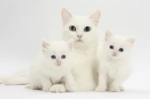White Maine Coon-cross mother cat, and her white kittens White Maine Coon-cross mother cat, and her white kittens