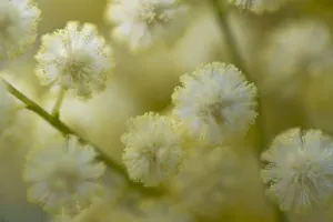 White mimosa tree (Acacia dealbata) flowers, Madeira, March 2009 White mimosa tree (Acacia dealbata) flowers, Madeira, March 2009