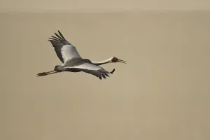 White-naped crane (Grus vipio) flying, Inner Mongolia, China White-naped crane (Grus vipio) flying, Inner Mongolia, China