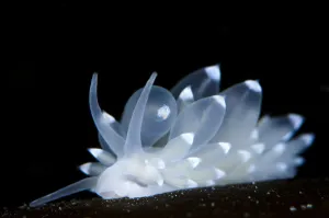 White nudibranch (Eubranchus farrani) on kelp frond, Lunna Kirk, Shetland Islands White nudibranch (Eubranchus farrani) on kelp frond, Lunna Kirk, Shetland Islands