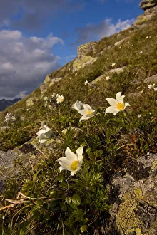 White pasque flowers (Pulsatilla alba) flowering on slope in the Liptovske kopi White pasque flowers (Pulsatilla alba) flowering on slope in the Liptovske kopi