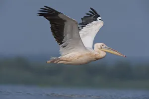 White pelican (Pelecanus onocrotalus) in flight over water, Lake Belau, Moldova, June White pelican (Pelecanus onocrotalus) in flight over water, Lake Belau, Moldova, June