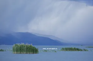 White pelicans (Pelecanus erythrorhynchos) at Bear River Migratory Bird Refuge with White pelicans (Pelecanus erythrorhynchos) at Bear River Migratory Bird Refuge with
