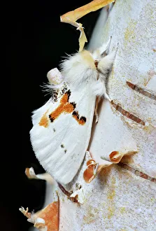 White prominent moth (Leucodonta bicoloria) County Kerry, Ireland White prominent moth (Leucodonta bicoloria) County Kerry, Ireland