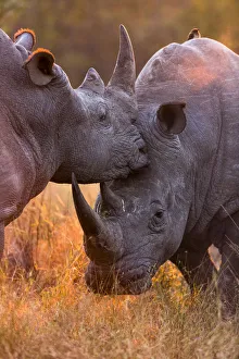 White rhinoceros (Ceratotherium simum) two males fighting, in evening light White rhinoceros (Ceratotherium simum) two males fighting, in evening light