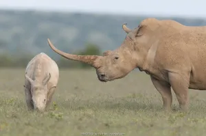 White rhinoceros (Ceratotherium simum) with unusually shaped horn, Solio Game Reserve White rhinoceros (Ceratotherium simum) with unusually shaped horn, Solio Game Reserve