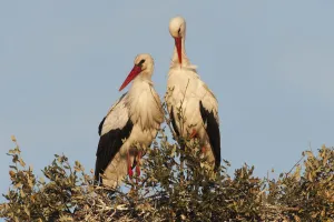 White stork (Ciconia ciconia) pair on nest, wetland reserve, Doana National & Natural Park White stork (Ciconia ciconia) pair on nest, wetland reserve, Doana National & Natural Park