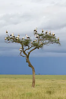 White stork (Ciconia ciconia) in tree, migrating towards Europe, Masai-Mara Game Reserve White stork (Ciconia ciconia) in tree, migrating towards Europe, Masai-Mara Game Reserve