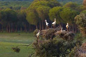 White storks (Ciconia ciconia) in nests in tree, Andalucia, Spain, March White storks (Ciconia ciconia) in nests in tree, Andalucia, Spain, March