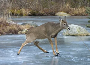 White-tailed Deer (Odocoileus virginianus) sliding on ice. Acadia National Park, Maine, USA White-tailed Deer (Odocoileus virginianus) sliding on ice. Acadia National Park, Maine, USA