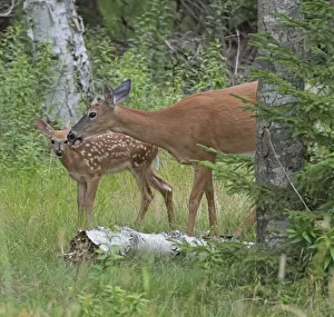 White-tailed deer (Odocoileus virginianus) doe with fawn in woodland, Acadia National Park, Maine, USA. July White-tailed deer (Odocoileus virginianus) doe with fawn in woodland, Acadia National Park, Maine, USA. July