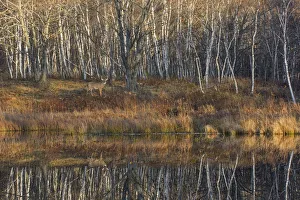White-tailed Deer (Odocoileus virginianus) in front of forest, with reflection of trees in water White-tailed Deer (Odocoileus virginianus) in front of forest, with reflection of trees in water