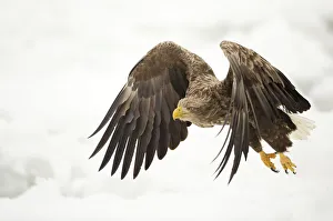 White tailed eagle (Haliaeetus albicilla) in flight with snowy background, Rausu White tailed eagle (Haliaeetus albicilla) in flight with snowy background, Rausu