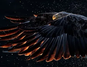 White-tailed eagle (Haliaeetus albicilla) with backlit wings, and water spray, Norway White-tailed eagle (Haliaeetus albicilla) with backlit wings, and water spray, Norway