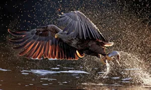 White-tailed eagle (Haliaeetus albicilla) taking off with fish prey, Norway, August White-tailed eagle (Haliaeetus albicilla) taking off with fish prey, Norway, August