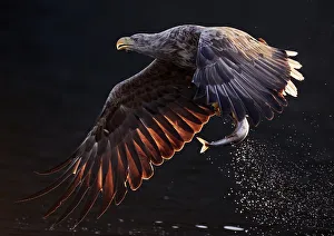 White-tailed eagle (Haliaeetus albicilla) flying over water with fish in talons. Norway White-tailed eagle (Haliaeetus albicilla) flying over water with fish in talons. Norway