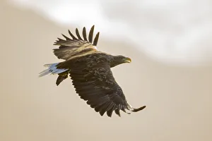 White tailed eagle (Haliaeetus albicilla) calling in flight, Isle of Mull, Argyll Scotland, UK. October White tailed eagle (Haliaeetus albicilla) calling in flight, Isle of Mull, Argyll Scotland, UK. October