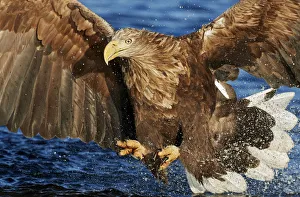 White-tailed Eagle (Haliaetus albicilla) Norway, November White-tailed Eagle (Haliaetus albicilla) Norway, November