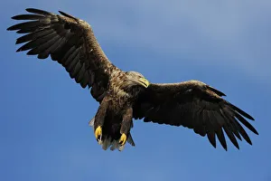 White tailed sea eagle (Haliaeetus albicilla) in flight, North Atlantic, Flatanger White tailed sea eagle (Haliaeetus albicilla) in flight, North Atlantic, Flatanger