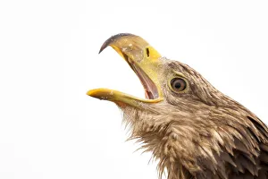 White tailed sea eagle (Halieetus albicilla) head portrait beak open calling, Lake Csaj White tailed sea eagle (Halieetus albicilla) head portrait beak open calling, Lake Csaj