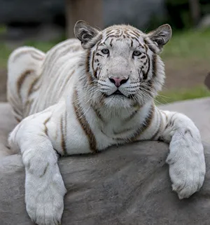 White Tiger (Panthera tigris) captive in Zoo, mutation caused by severe inbreeding White Tiger (Panthera tigris) captive in Zoo, mutation caused by severe inbreeding