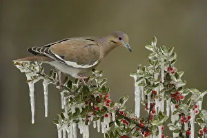 White-winged Dove (Zenaida asiatica), adult perched on icy branch of Yaupon Holly (Ilex vomitoria) White-winged Dove (Zenaida asiatica), adult perched on icy branch of Yaupon Holly (Ilex vomitoria)