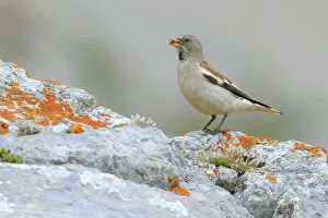 White-winged snowfinch (Montifringilla nivalis), Picos de Europa, Northern Spain. August White-winged snowfinch (Montifringilla nivalis), Picos de Europa, Northern Spain. August