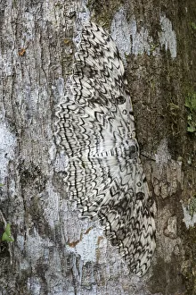 White witch moth (Thysania agrippina) camouflaged against bark of tree. Manu Biosphere Reserve White witch moth (Thysania agrippina) camouflaged against bark of tree. Manu Biosphere Reserve
