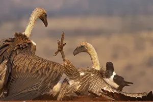 Whitebacked vulture (Gyps africanus) fighting over food, Zimanga private game reserve Whitebacked vulture (Gyps africanus) fighting over food, Zimanga private game reserve