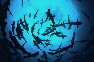 Whitetip reef sharks (Triaenodon obesus) pack silhouetted following scent trail in water column Whitetip reef sharks (Triaenodon obesus) pack silhouetted following scent trail in water column