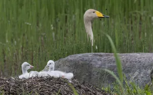 Whooper swan (Cygnus cygnus) chicks on nest, female in background. Jyvaskyla, Finland Whooper swan (Cygnus cygnus) chicks on nest, female in background. Jyvaskyla, Finland