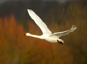 Whooper Swan (Cygnus cygnus) in flight, Caerlaverock WWT, Scotland, Solway, UK, January Whooper Swan (Cygnus cygnus) in flight, Caerlaverock WWT, Scotland, Solway, UK, January