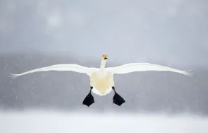 Whooper swan (Cygnus cygnus) in flight in snowfall, Lake Kussharo, Japan, February Whooper swan (Cygnus cygnus) in flight in snowfall, Lake Kussharo, Japan, February