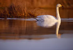 Whooper Swan (Cygnus cygnus) male on moorland loch, Isle of Skye, Hebrides, Scotland Whooper Swan (Cygnus cygnus) male on moorland loch, Isle of Skye, Hebrides, Scotland
