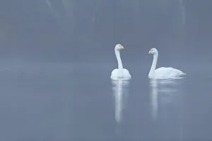 Whooper swan (Cygnus cygnus) pair on loch, Cairngorms National Park, Scotland, UK Whooper swan (Cygnus cygnus) pair on loch, Cairngorms National Park, Scotland, UK