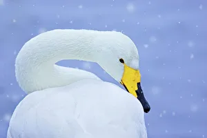 Whooper swan (Cygnus cygnus) in snowfall. Martin Mere Wetlands Trust, Lancashire, UK Whooper swan (Cygnus cygnus) in snowfall. Martin Mere Wetlands Trust, Lancashire, UK