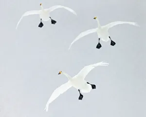 Whooper swans (Cygnus cygnus) three coming into land, Hokkaido, Japan, February Whooper swans (Cygnus cygnus) three coming into land, Hokkaido, Japan, February