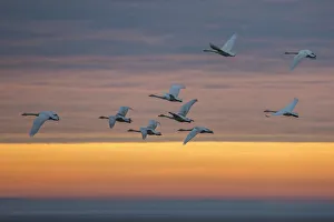 Whooper swans (Cygnus cygnus), flying at sunset, Caerlaverock Wildfowl & Wetland Trust Whooper swans (Cygnus cygnus), flying at sunset, Caerlaverock Wildfowl & Wetland Trust