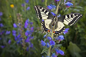 Wide angle view of Common Swallowtail Butterfly (Papilio machaon) resting on Viper's Wide angle view of Common Swallowtail Butterfly (Papilio machaon) resting on Viper's