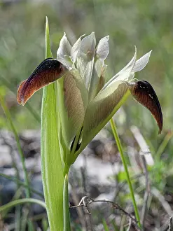 Iridaceae Family Images Prints: Widow iris (Iris tuberosa) in flower, Monte St Angelo, Gargano, Puglia, Italy. April