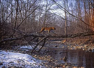 Wild Amur leopard (Panthera pardus orientalis) crossing a fallen tree over a river Wild Amur leopard (Panthera pardus orientalis) crossing a fallen tree over a river