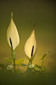 Wild arum / Cuckoo Pint (Arum maculatum) backlit in late eveing sunlight, Collard Hill Wild arum / Cuckoo Pint (Arum maculatum) backlit in late eveing sunlight, Collard Hill