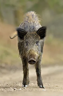 Wild boar (Sus scrofa) female on forest track, Forest of Dean, Gloucestershire, UK, March Wild boar (Sus scrofa) female on forest track, Forest of Dean, Gloucestershire, UK, March