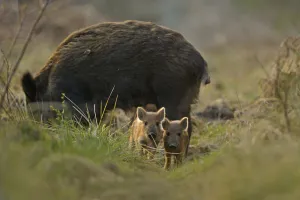 Wild boar (Sus scrofa) female and piglets in forest, Forest of Dean, Gloucestershire Wild boar (Sus scrofa) female and piglets in forest, Forest of Dean, Gloucestershire
