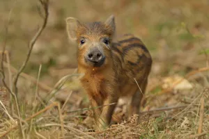 Wild boar (Sus scrofa) inquisitive piglet, Forest of Dean, Gloucestershire, UK, March Wild boar (Sus scrofa) inquisitive piglet, Forest of Dean, Gloucestershire, UK, March