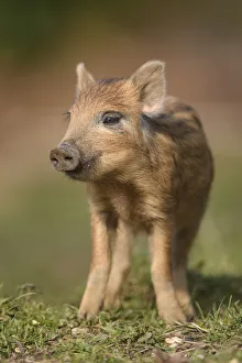 Wild boar (Sus scrofa) piglet. Forest of Dean, Gloucestershire, England, UK. March Wild boar (Sus scrofa) piglet. Forest of Dean, Gloucestershire, England, UK. March