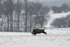 Wild boar (Sus scrofa) running across snow covered field, Vosges, France, January Wild boar (Sus scrofa) running across snow covered field, Vosges, France, January