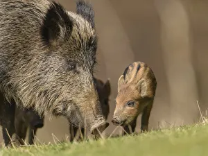 Wild boar (Sus scrofa) sow with piglets. Forest of Dean, Gloucestershire, England, UK Wild boar (Sus scrofa) sow with piglets. Forest of Dean, Gloucestershire, England, UK