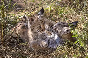 Two wild Bobcat (Lynx rufus) kittens playing in the bush. Texas, USA. September Two wild Bobcat (Lynx rufus) kittens playing in the bush. Texas, USA. September